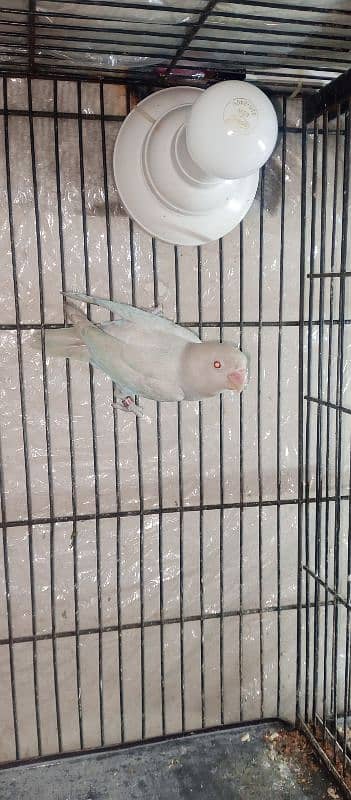 Albino Red eyes Love Bird Parrot breeder Male for Sale 1