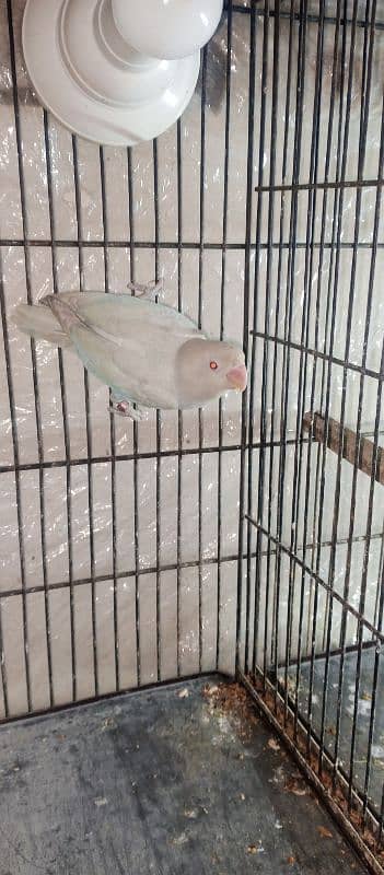 Albino Red eyes Love Bird Parrot breeder Male for Sale 2