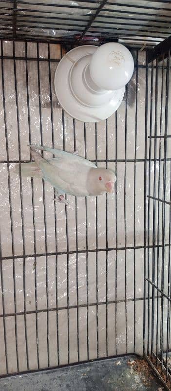 Albino Red eyes Love Bird Parrot breeder Male for Sale 3