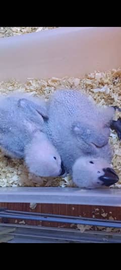 Congo African Grey Parrot Chicks