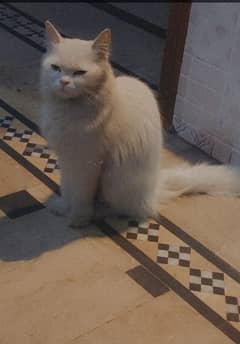 Persian triple coat