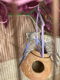 Australian budgies 10 parrot