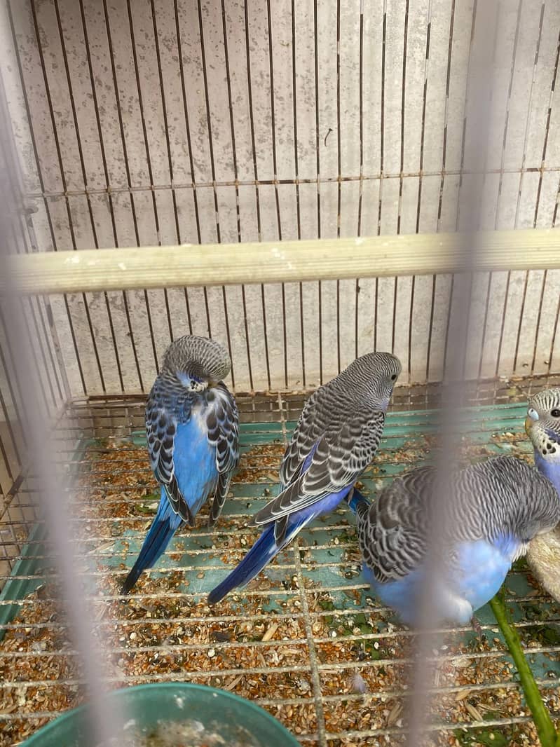 Australian budgies 10 parrot 4