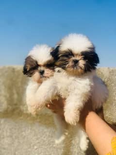 Shitzu puppies available