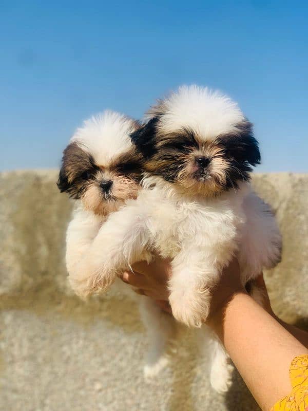 Shitzu puppies available 1