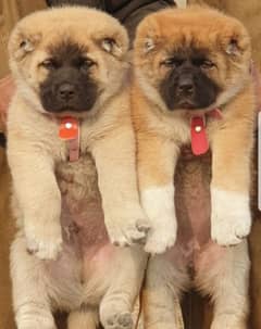 king kurdish kangal security dog pair 2 month for sale