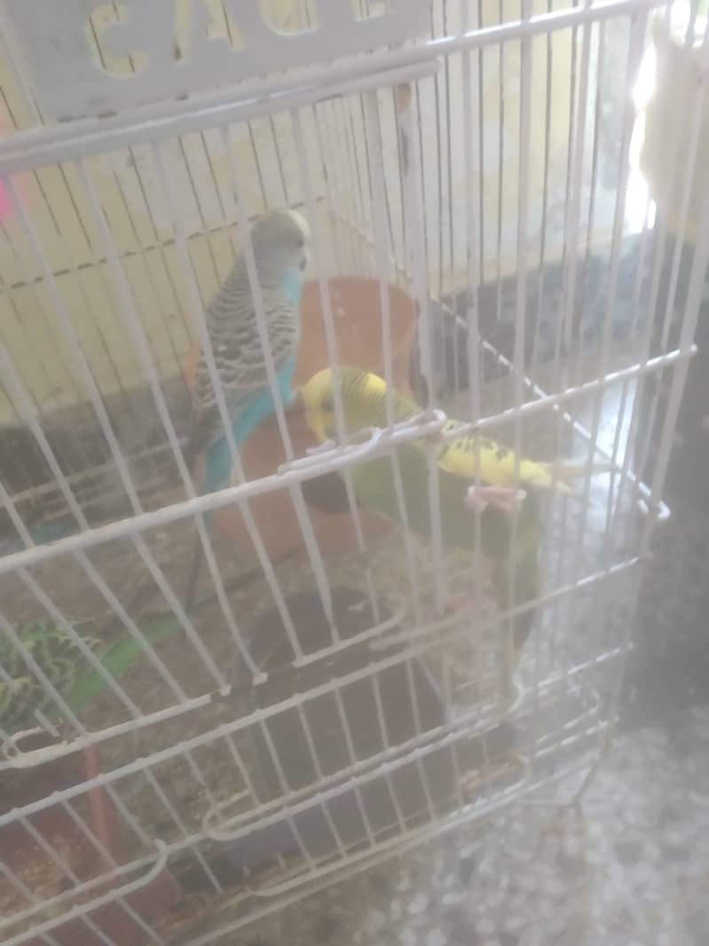 5 budgie for low priced 1