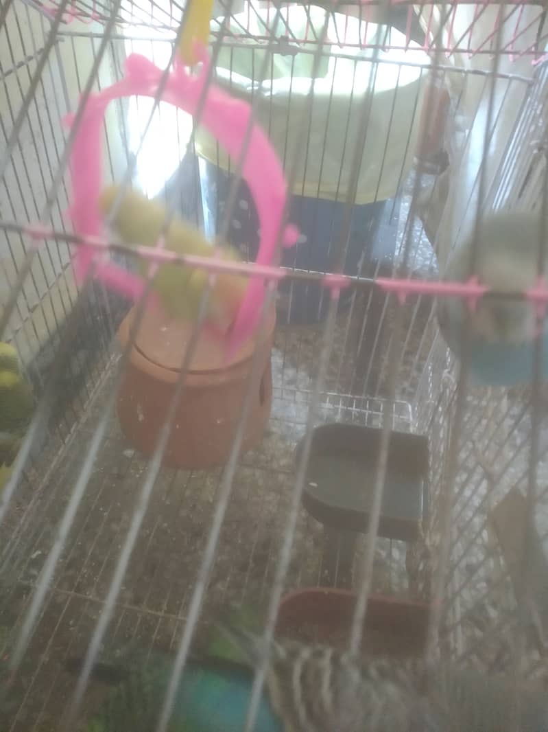 5 budgie for low priced 2