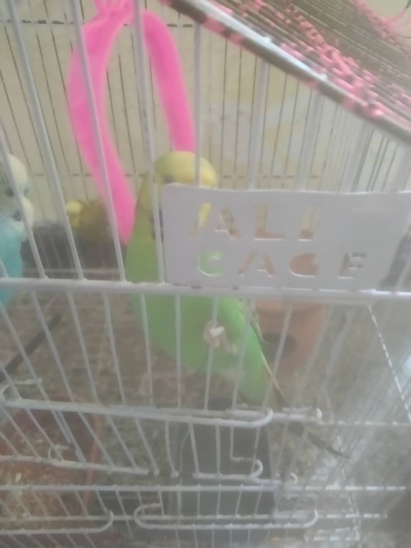 5 budgie for low priced 3