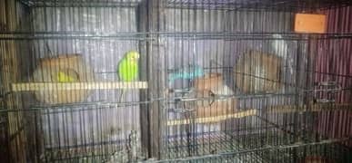 Australian birds available