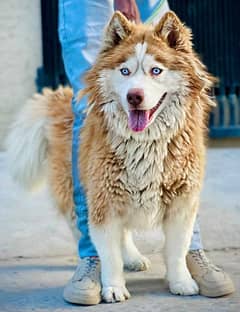 Siberian Husky 9 Months old