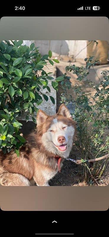 Siberian Husky 9 Months old 1