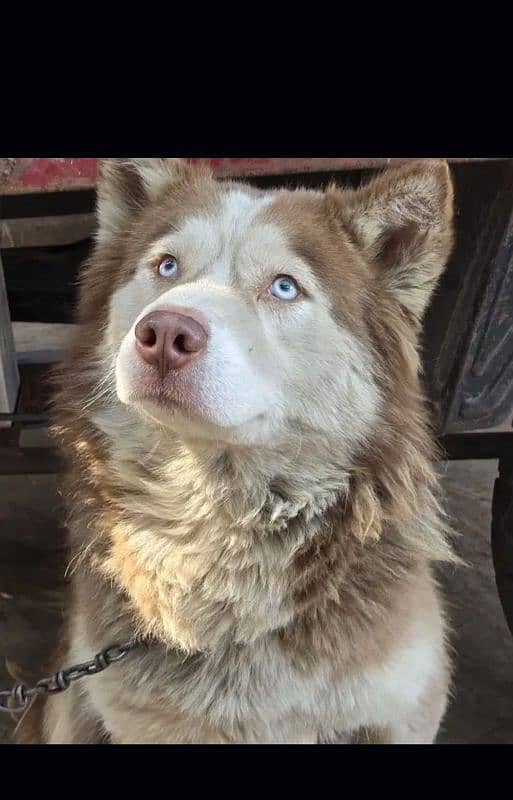 Siberian Husky 9 Months old 2