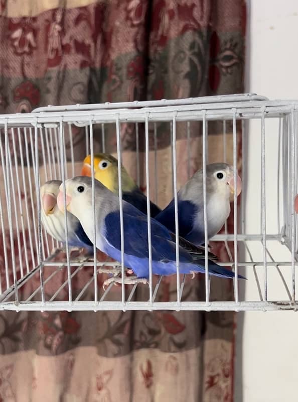 lovebirds available for sale 0