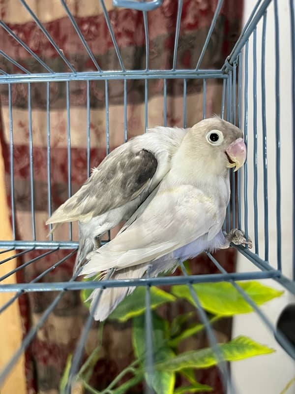 lovebirds available for sale 5