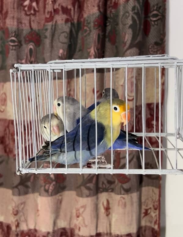 lovebirds available for sale 7