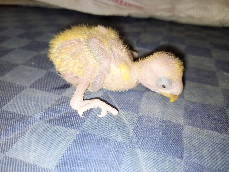 Lovebird chicks baby for handtame green love bird parrot sale opline 0