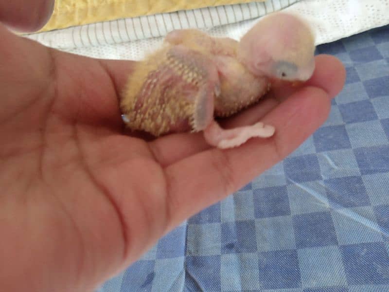 Lovebird chicks baby for handtame green love bird parrot sale opline 5