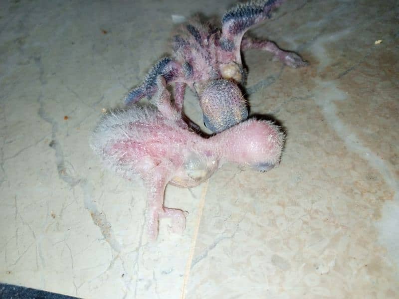 Lovebird chicks baby for handtame green love bird parrot sale opline 6