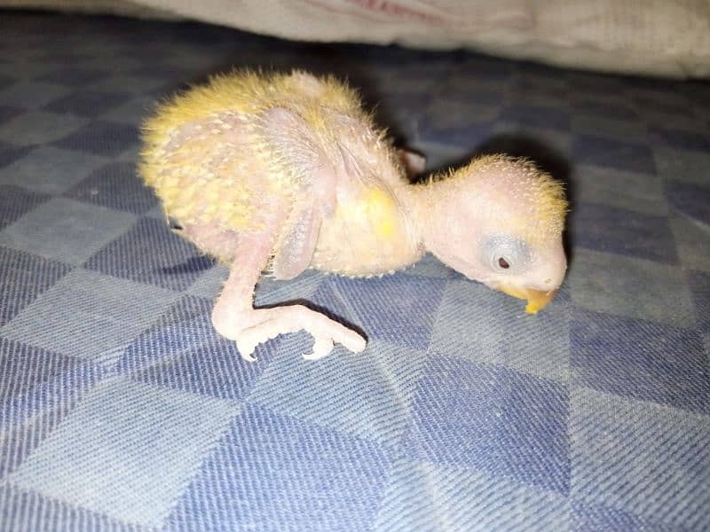 Lovebird chicks baby for handtame green love bird parrot sale opline 8