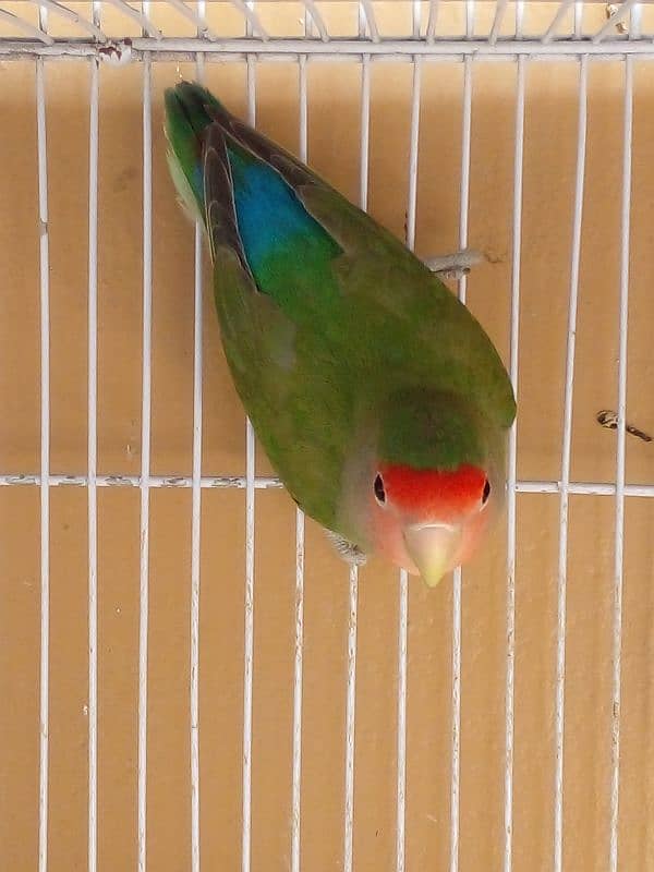 Lovebird chicks baby for handtame green love bird parrot sale opline 9