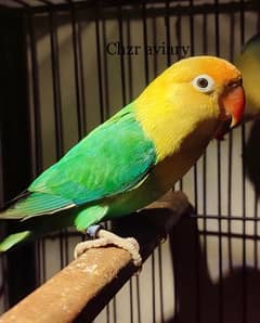 quality parblue Opaline mango head //Palefellow for sale