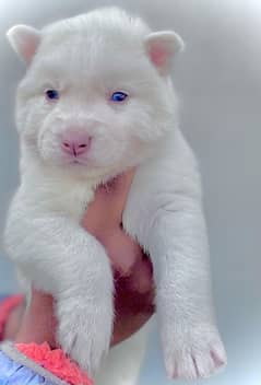 puppies available for sale,Siberian Husky puppies, white husky puppies