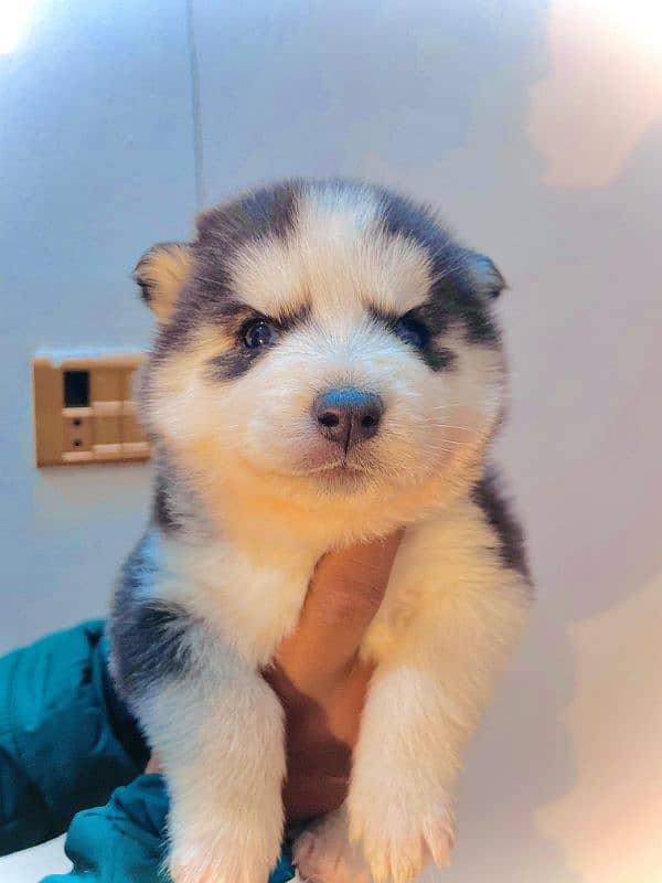 puppies available for sale,Siberian Husky puppies, white husky puppies 6