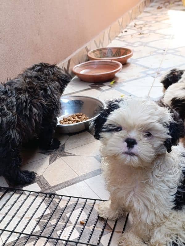 shih tzu  puppies 4 months old best colors 0