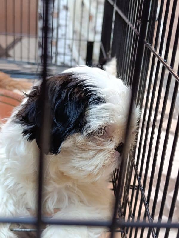 shih tzu  puppies 4 months old best colors 1