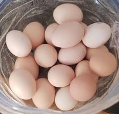 Desi furtile Eggs