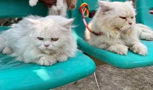 triple coat persian pair