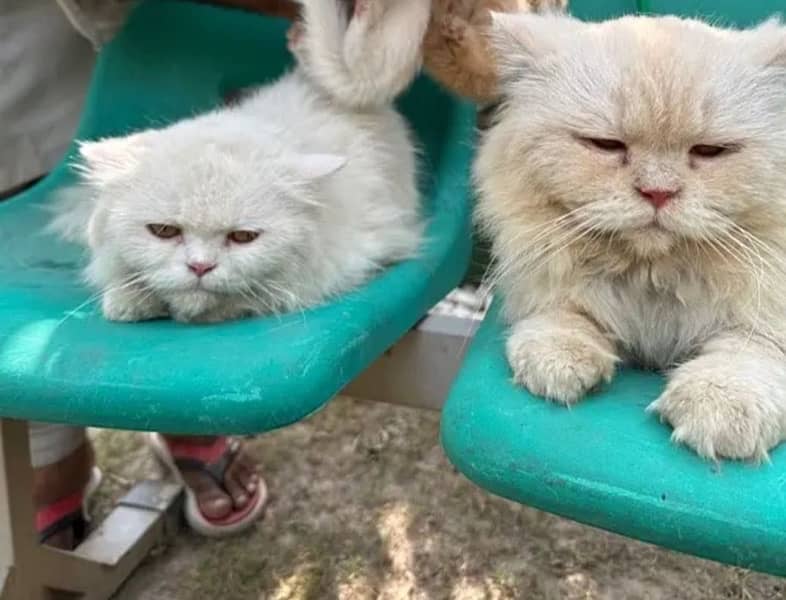 triple coat persian pair 2