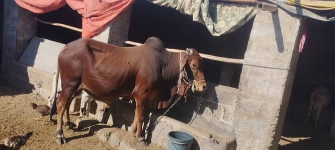 sahiwal breed  havey weight  active and healthy fresh 2 dant ha