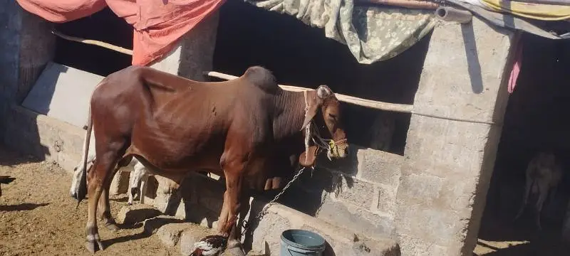 sahiwal breed  havey weight  active and healthy fresh 2 dant ha — photo 2