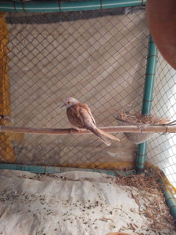 Australian parrot / China Dove /Read ad 3