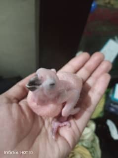 baby sun conure on hand feed