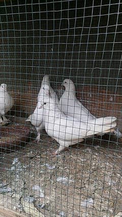 8 PIGEONS FOR URGENT SALE