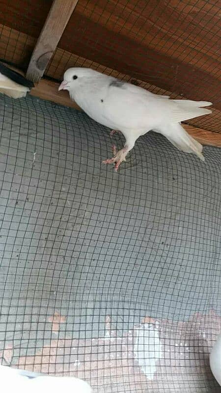 8 PIGEONS FOR URGENT SALE 2