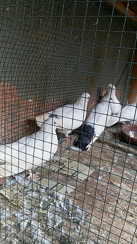 8 PIGEONS FOR URGENT SALE 4