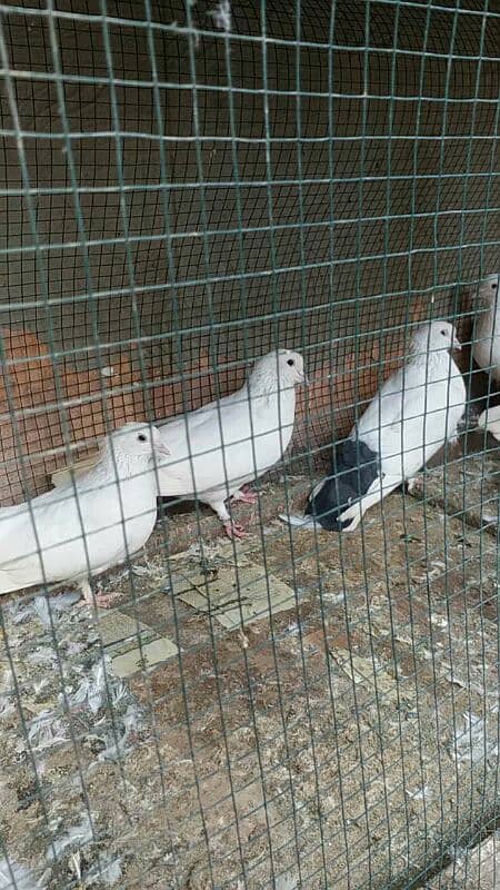 8 PIGEONS FOR URGENT SALE 5