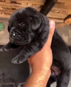 Labrador puppy 1 month