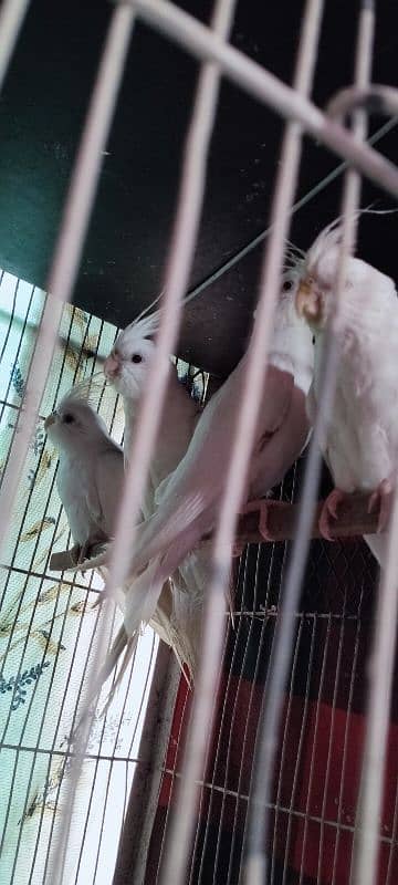 Eno Red eyes Cockatiels 2