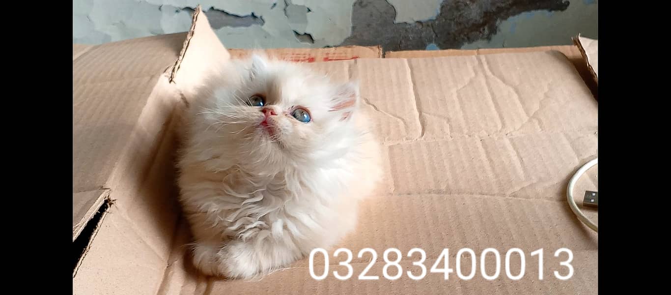 CFA peki bloodline pure pershion punch face tripple coated kittens 3