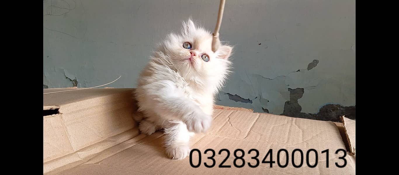 CFA peki bloodline pure pershion punch face tripple coated kittens 11