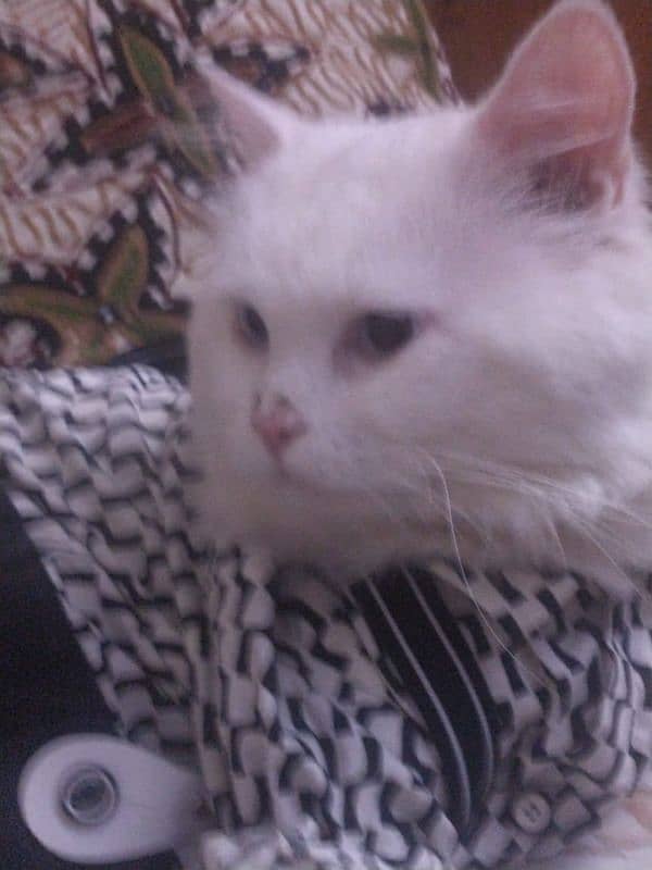 pure white persian cats both male and female available 2