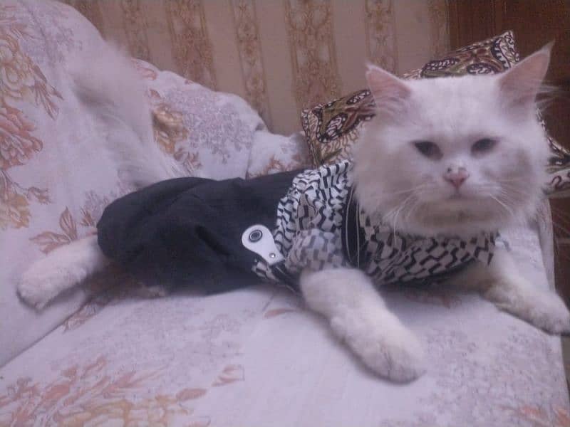 pure white persian cats both male and female available 14