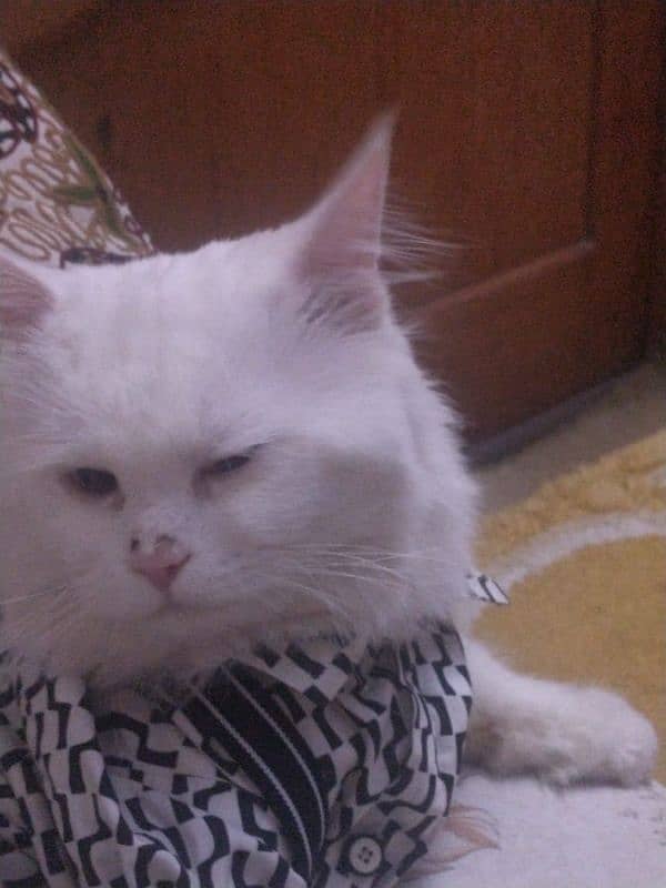 pure white persian cats both male and female available 4