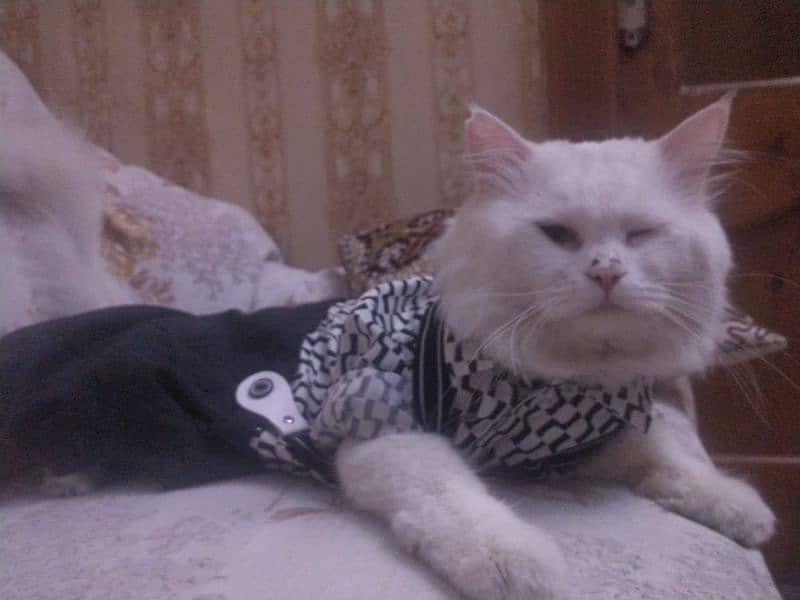 pure white persian cats both male and female available 0