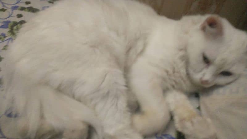 pure white persian cats both male and female available 6